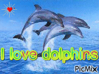 I love Dolphins - Безплатен анимиран GIF