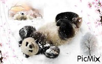 snowy Panda