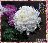 Summer Blooms - Free animated GIF