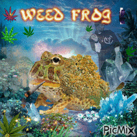 weed frog