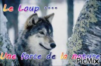 Le loup - Zdarma animovaný GIF