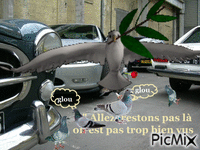 PIGEONS - GIF animado gratis