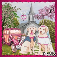Hunde heiraten - Free PNG