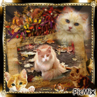 Mes petits chats d'Automne geanimeerde GIF
