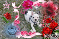 Entouré de roses ! - Free animated GIF