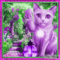 Chat en vert et violet