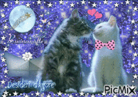gatti innamorati - GIF animé gratuit