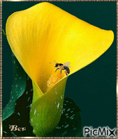 flower/yellow animovaný GIF