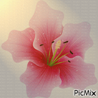 flower GIF animé
