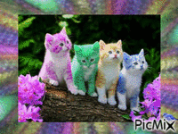 Chats geanimeerde GIF