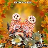welcome owl - Darmowy animowany GIF