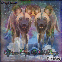 African Cape Wild Dogs 动画 GIF