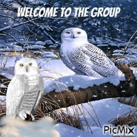welcome owl GIF animé