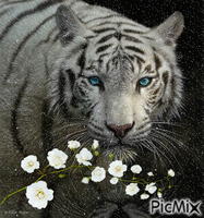 tigru GIF animé