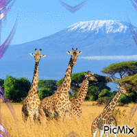 Girafes - Ilmainen animoitu GIF