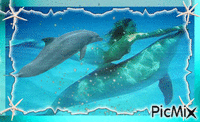 Swimming With The Dolphins! - Nemokamas animacinis gif