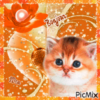 Bonjour les chatons 动画 GIF