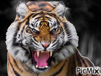 tigre animēts GIF
