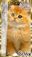Beau chaton - GIF animé gratuit