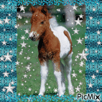 adorable petit poney GIF animé