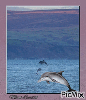 dauphins 2 анимиран GIF