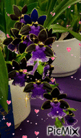 çiçek - Ilmainen animoitu GIF