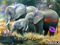 éléphant - Zdarma animovaný GIF