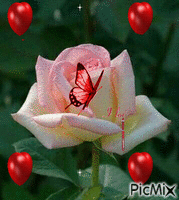 Rose - 免费动画 GIF