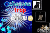 chatons chou animasyonlu GIF
