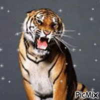 tigre de neige - Gratis geanimeerde GIF