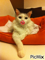Baci da gatto - GIF animasi gratis