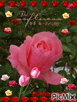 la douceur d une rose Animated GIF