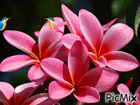 Flowers - Gratis animeret GIF