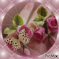 Linda borboleta
