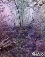 Woods GIF animé