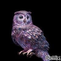 owl Gif Animado