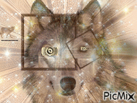 l' oeil du loup - Animovaný GIF zadarmo