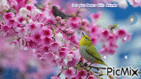 oiseaux - Gratis animerad GIF