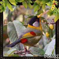 What a pretty bird ! Animated GIF