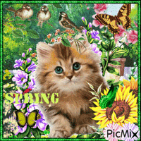 Spring Cats - Бесплатный анимированный гифка