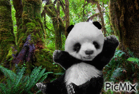 tropique panda concours - Δωρεάν κινούμενο GIF