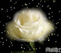 Fehér rózsa - Nemokamas animacinis gif