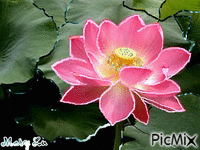 Flor de loto - 免费动画 GIF