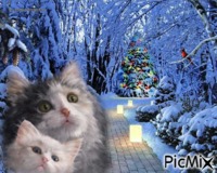 chatte et chaton sur fond d'hiver animasyonlu GIF