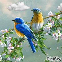 Blue birds - GIF animé gratuit