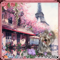 Kleiner Hund in Paris