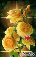 Sárga rózsa! - GIF animé gratuit
