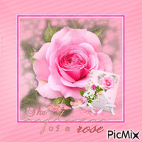 The softness of a Rose