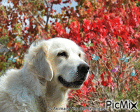 cão branco - Бесплатный анимированный гифка