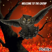 welcome owl Animated GIF